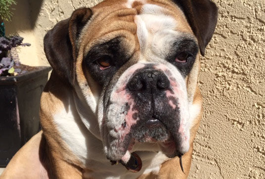 Pic of the Litter: Gertie